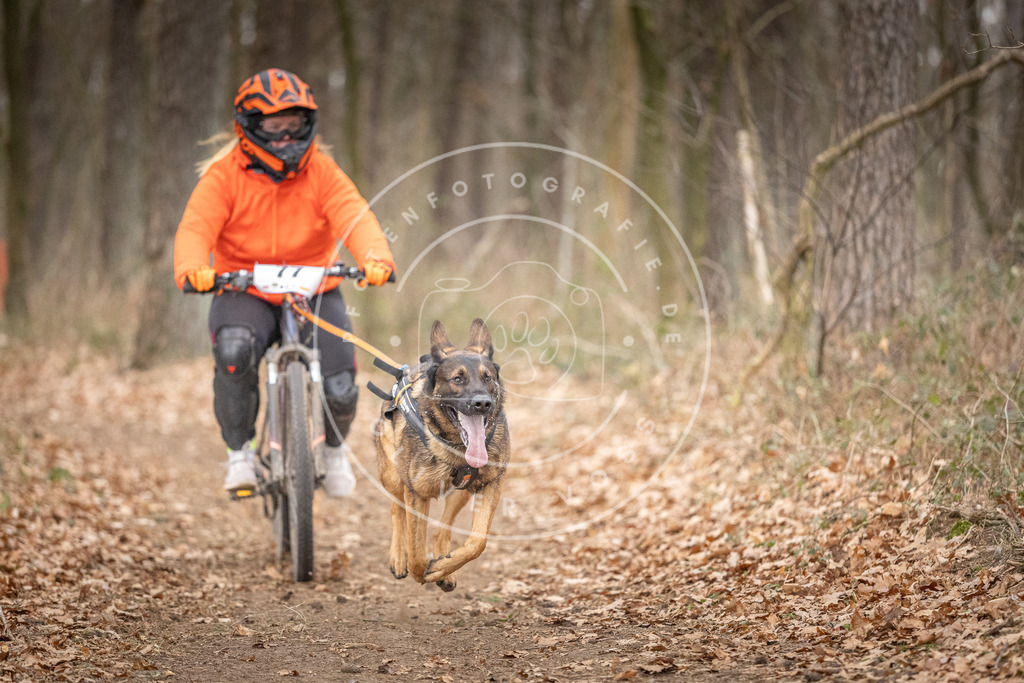 Pfotenfotografie_DV3A5785 | Hundefotografie, Tierfotograf, Pfotenfotografie, Fotoshooting Hund, Hunde Portrait, Hundesport, Hundeportraits, Heideshooting, Hunde, Sportfotograf, Hundefotograf, Turnierhundsport, THS,  - Realisiert mit Pictrs.com