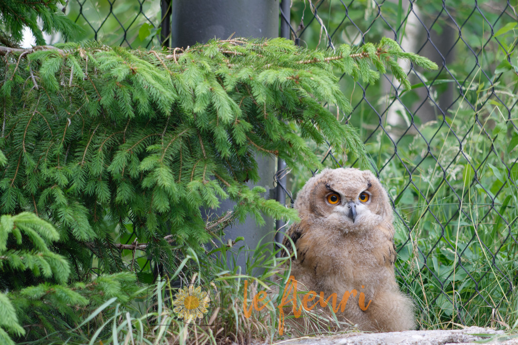 DSC_0344-NEF_DxO_DeepPRIME | Dies ist der Shop von Florian Blum - le fleuri. Langenthal, Bern, Schweiz. Sie können hier meine oder ihre eigenen Fotos als Fotoprodukte kaufen. Tassen, Schlüsselanhänger, Taschen etc. können Sie hier gestalten.  - Realisiert mit Pictrs.com