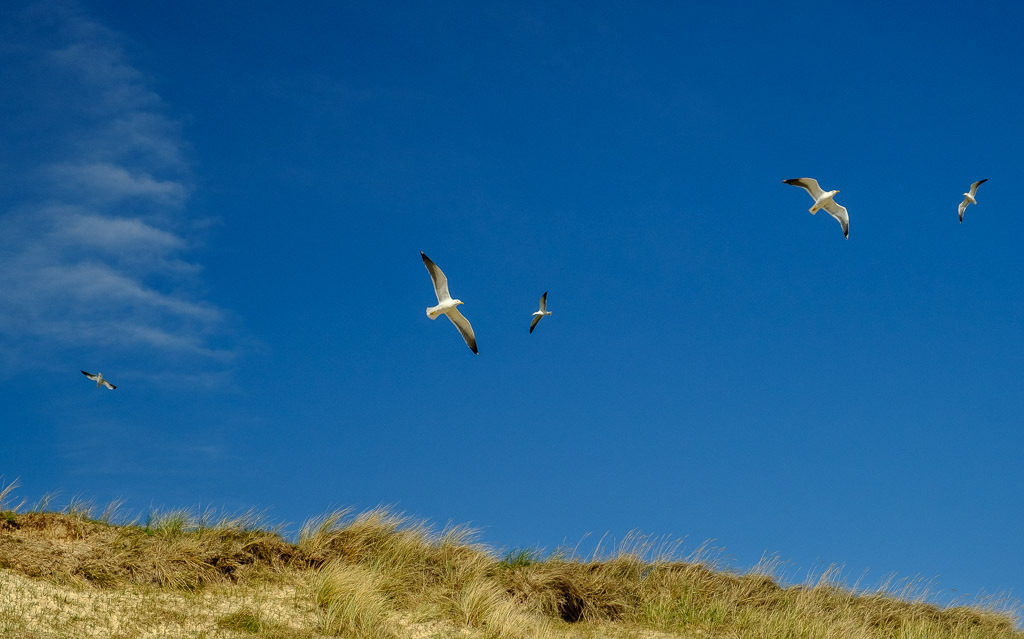 deutschland-2019-073 | Möwen über den Dünen im Vogelschutzgebiet Amrum-Odde auf der Nordseeinsel Amrum - Realisiert mit Pictrs.com