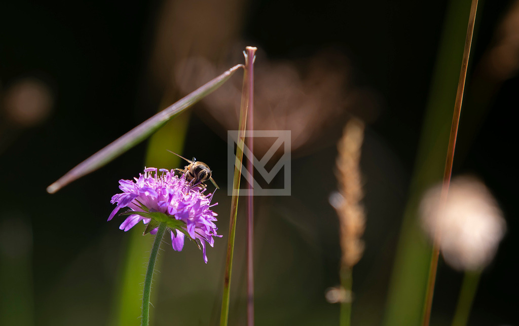 Anflug auf Blüte III | Die Online-Fotodatenbank von Marcel Mücke. Bilder für private oder kommerzielle Zwecke kaufen oder als Druck bestellen. - Realisiert mit Pictrs.com