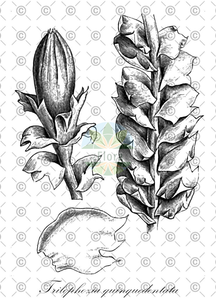 HistAbb_wfo-0001320108_1_ENZY_Simple | Historische Abbildung von Trilophozia quinquedentata - Lophoziaceae | Historical Illustration of Trilophozia quinquedentata - Lophoziaceae