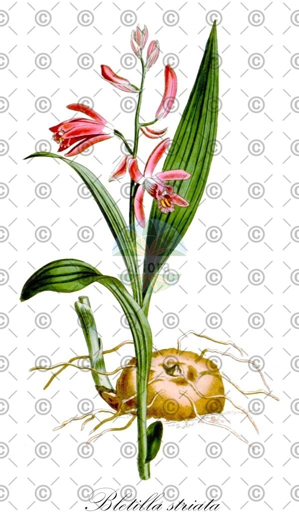 HistAbb_wfo-0000566873_1_ENZY_Simple | Historische Abbildung von Bletilla striata - Orchidaceae (Gestreifte Chinaorchidee) | Historical Illustration of Bletilla striata - Orchidaceae