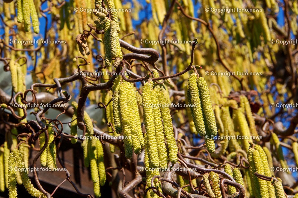 Haselnuss_ Pollen_ Fruehling_ 05.03.2022-1 | 5.03.2022, Linz, AUT, Haselnuss, Haselstaude, Pollen, Allergie, Allergiker, im Bild Themenbild, Haselnuss, Haselstaude, Korkenzieherhaselnuss, Pollen, Allergie, Allergiker, Bluetezeit, Fruehling, Strauch