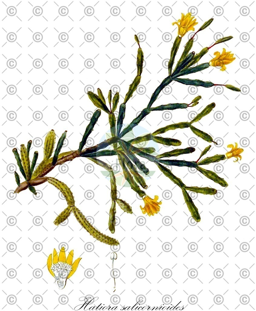 HistAbb_wfo-0000979404_2_ENZY_Simple | Historische Abbildung von Hatiora salicornioides - Cactaceae | Historical Illustration of Hatiora salicornioides - Cactaceae