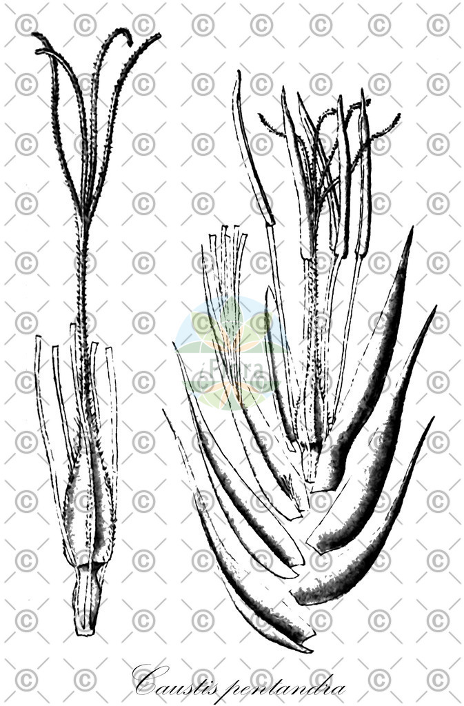 HistAbb_wfo-0000353035_1_ENZY_Simple | Historische Abbildung von Caustis pentandra - Cyperaceae | Historical Illustration of Caustis pentandra - Cyperaceae