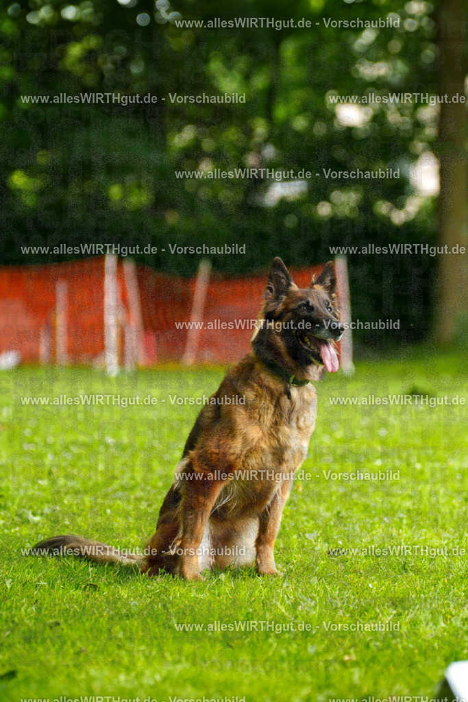@allesWIRTHgut_Tierfotografie - www.allesWIRTHgut.de - 101930-7R508358 | Professionelle Tierfotografie in Mönchengladbach von Daniel Wirth (allesWIRTHgut). Liebevolle & natürliche Bilder von Hunden & Katzen für unvergessliche Erinnerungen.