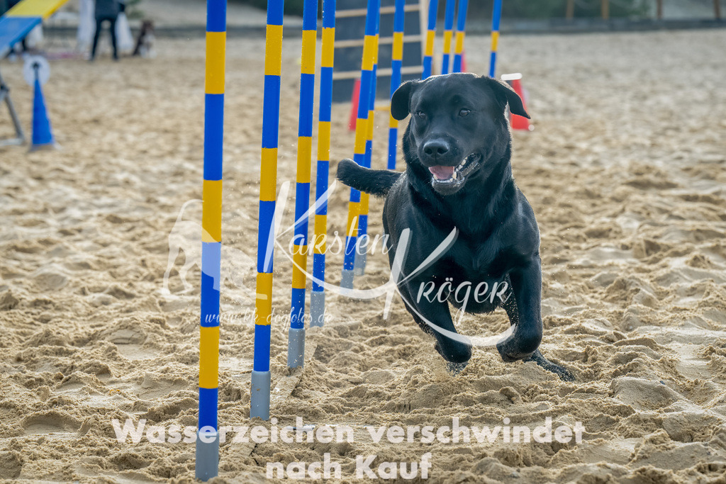 0905_ZZ91843-Bearbeitet-Bearbeitet | kk-dogfotos