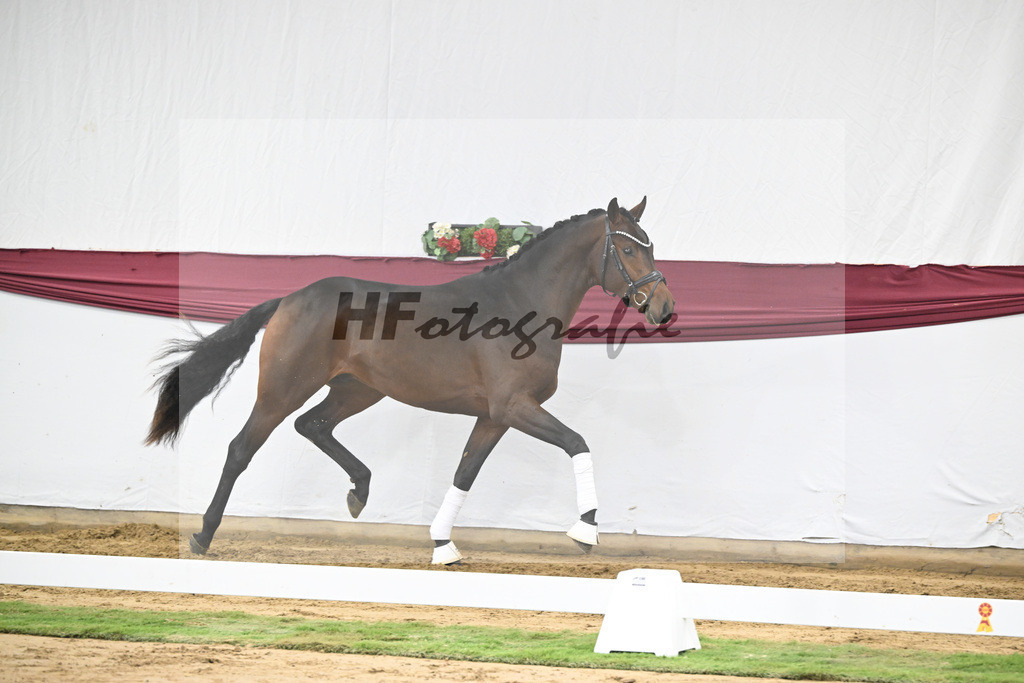 Kat-Nr. 30 Federer x Laomedon_Schulze Averdiek Sportpferde und Aufzucht GbR_47250966 | hf-fotografie - Realisiert mit Pictrs.com