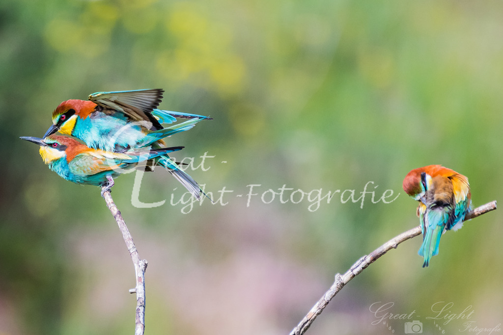 DSC_3284 | Great-Light Fotografie - Realisiert mit Pictrs.com