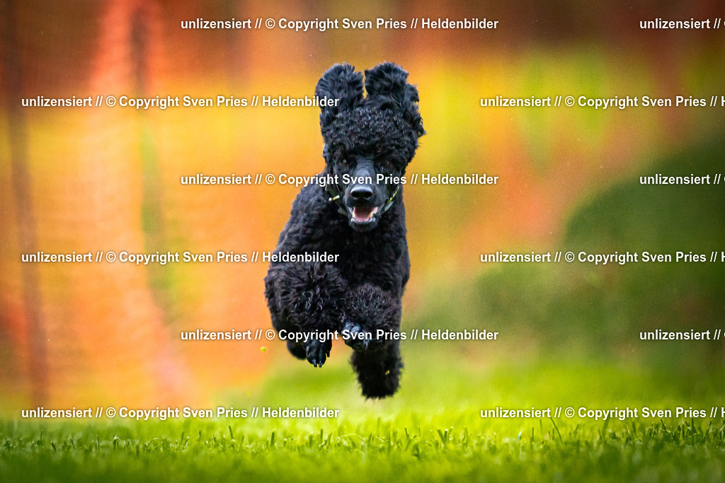 Sven Pries | 2025-09-21 - Hunderennen Baden-Oos - Realisiert mit Pictrs.com