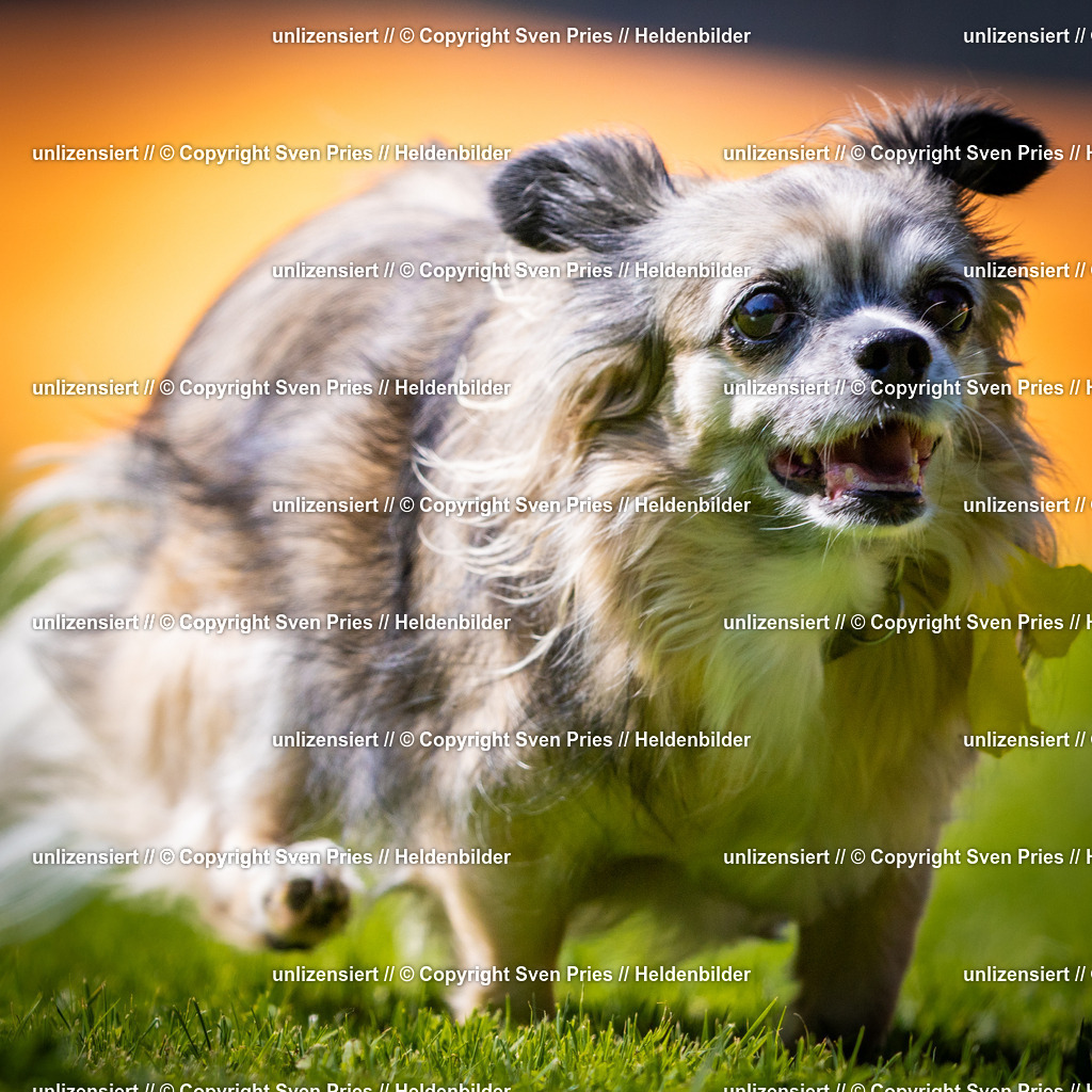 Sven Pries | 2025-08-10 - Hunderennen Durlach - Realisiert mit Pictrs.com