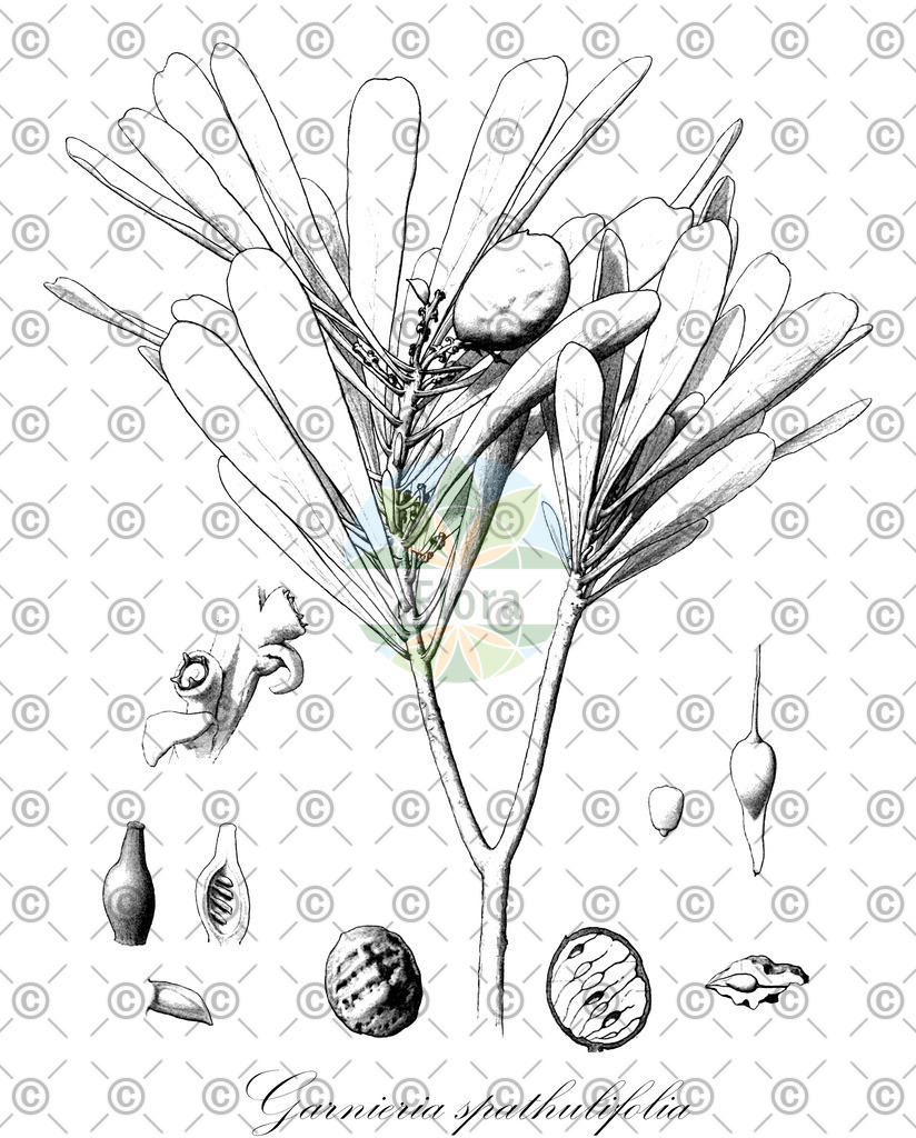 HistAbb_wfo-0001172909_1_ENZY_Simple | Historische Abbildung von Garnieria spathulifolia - Proteaceae | Historical Illustration of Garnieria spathulifolia - Proteaceae