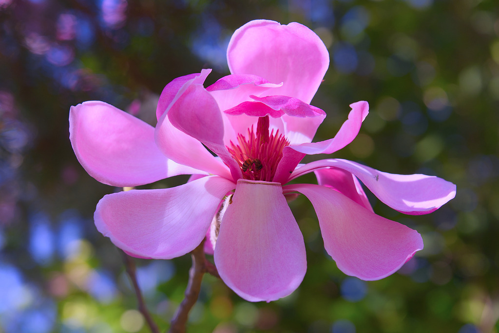 20230315_DSC03109_filter_mehrblau | In diesem Shop werden vorwiegend künstlerisch hochstehende Aufnahmen aus dem Bereich der Naturfotografie zum Verkauf angeboten. - In this store mainly artistic high quality shots from the field of nature photography are offered for sale. - Realisiert mit Pictrs.com