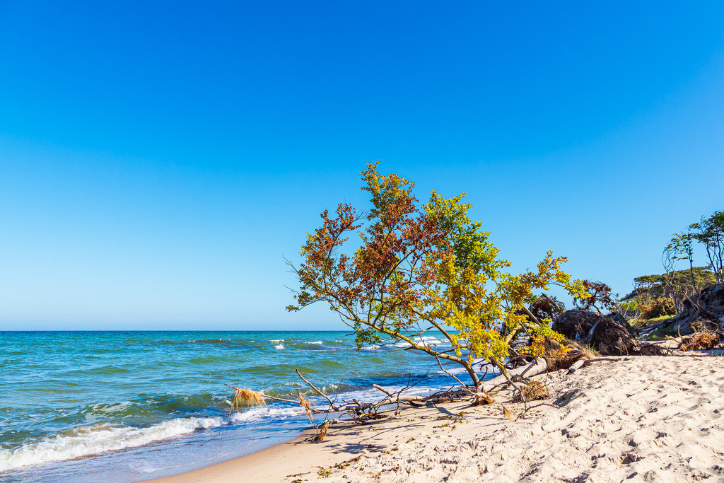 Umgestürzter Baum am Weststrand auf dem Fischland-Darß | Umgestürzter Baum am Weststrand auf dem Fischland-Darß.