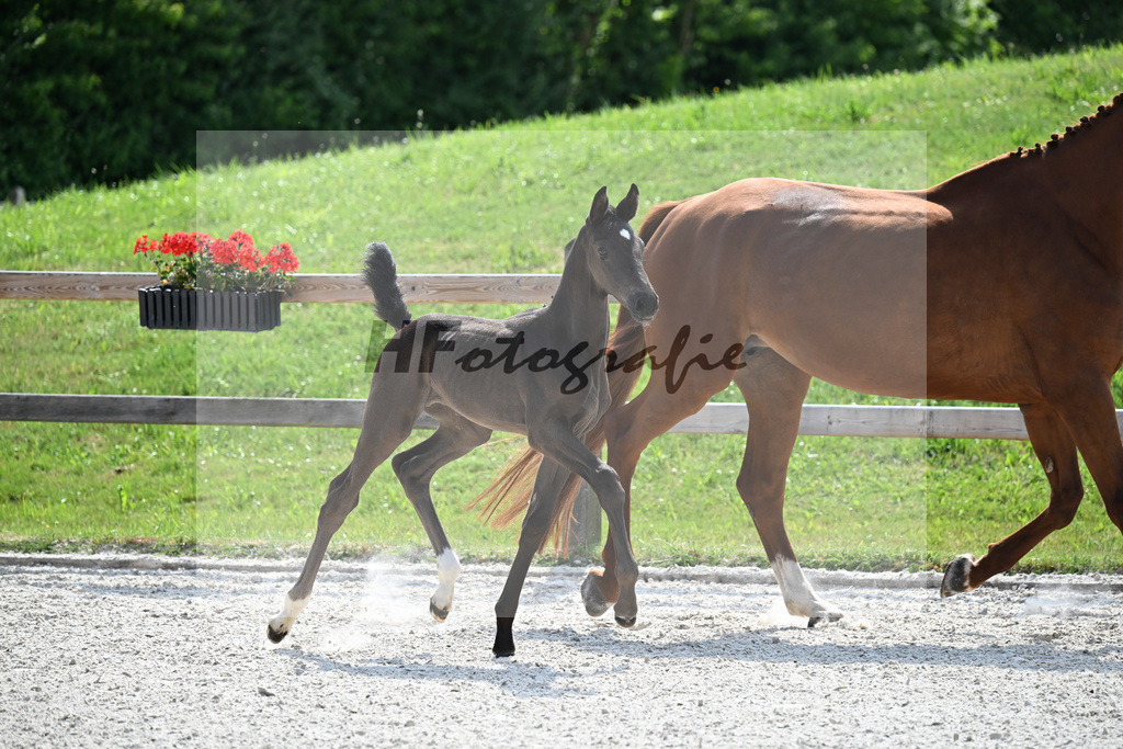 Kat-Nr. 48 Seattle x Vitalis_SF_Kelberger_15251167 | hf-fotografie - Realisiert mit Pictrs.com