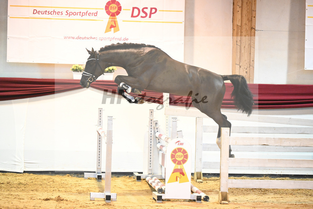 Kat-Nr. 45 v. Pegase vant Ruytershof_Zurich_66221208 | hf-fotografie - Realisiert mit Pictrs.com
