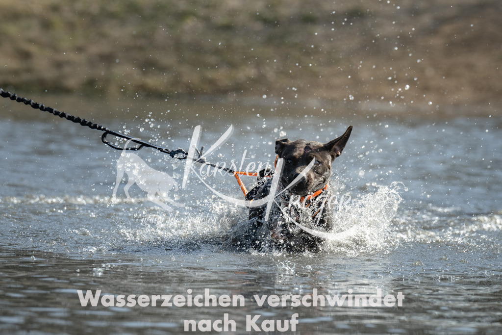 1309_ZZ94970 | kk-dogfotos