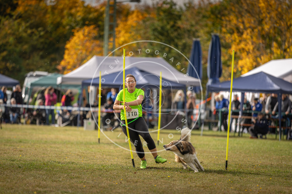 Pfotenfotografie_DV3A7176 | Hundefotografie, Tierfotograf, Pfotenfotografie, Fotoshooting Hund, Hunde Portrait, Hundesport, Hundeportraits, Heideshooting, Hunde, Sportfotograf, Hundefotograf, Turnierhundsport, THS,  - Realisiert mit Pictrs.com
