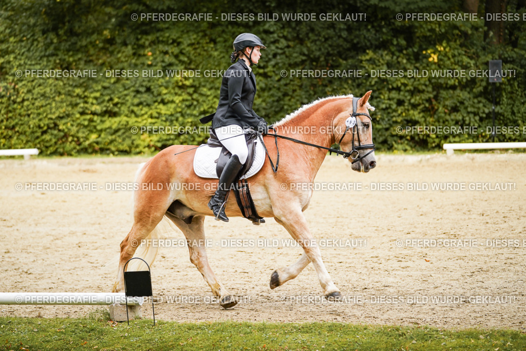 DSC09954 | Pferdegrafie