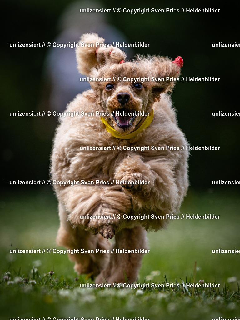 Sven Pries | 2025-05-29 - Pudelrennen KA-Durlach - Realisiert mit Pictrs.com