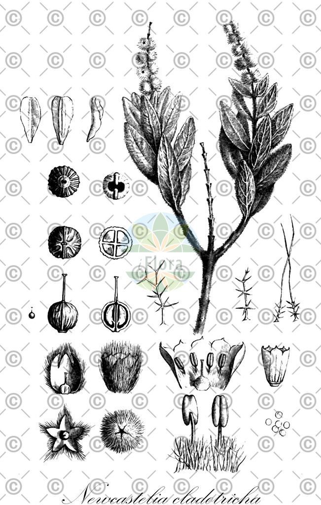 HistAbb_wfo-0000881562_1_ENZY_Simple | Historische Abbildung von Newcastelia cladotricha - Lamiaceae | Historical Illustration of Newcastelia cladotricha - Lamiaceae