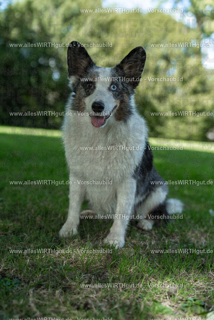 Hundeschwimmen_Volksbad_2026-allesWIRTHgut_Tierfotografie-2609061323-7R500745 | Professionelle Tierfotografie in Mönchengladbach von Daniel Wirth (allesWIRTHgut). Liebevolle & natürliche Bilder von Hunden & Katzen für unvergessliche Erinnerungen.