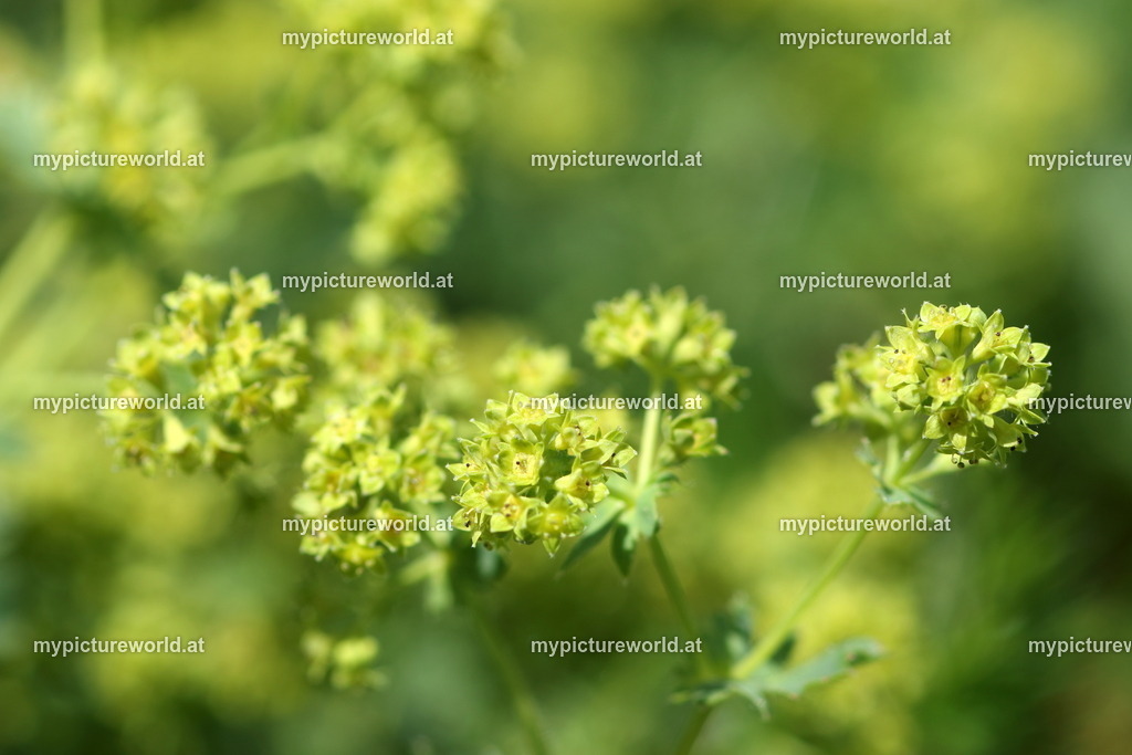 Bergwiesen-Frauenmantel-004 | Das Bilderarchiv über Tiere, Planzen und Landschaften. In der Bilddatenbank finden Sie ein große Auswahl an hochwertigen Bilder für Ihre Werbung - Realisiert mit Pictrs.com