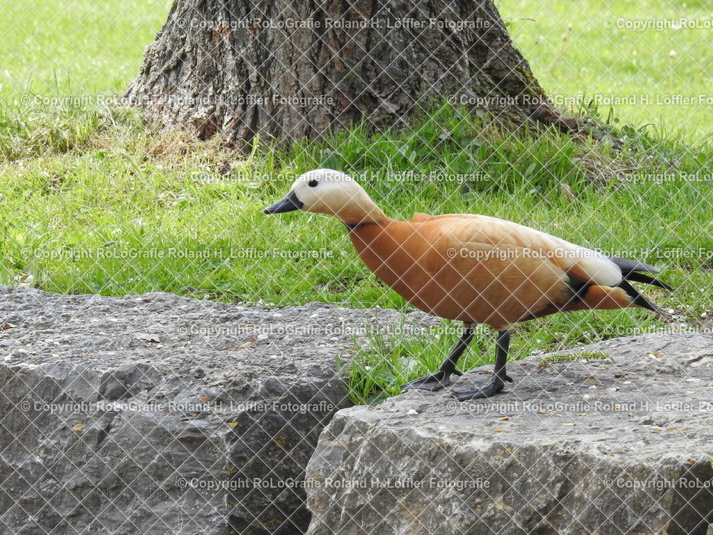 Rostgans | Rostgans steht am Ufer eines See - Realisiert mit Pictrs.com