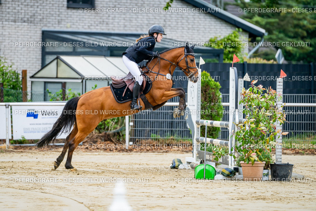 DSC01644 | Pferdegrafie