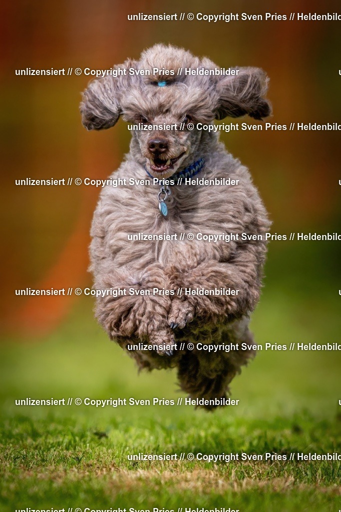 Sven Pries | 2024-09-22 - Hunderennen Baden-BadenPudelverein - Realisiert mit Pictrs.com