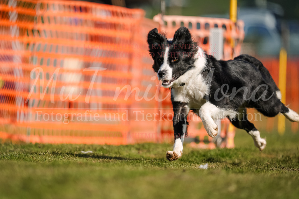 20250928_Hunderennen-159 | MuT (Mensch und Tier) mit Mona - Fotografie und Tierkommunikation - Realisiert mit Pictrs.com