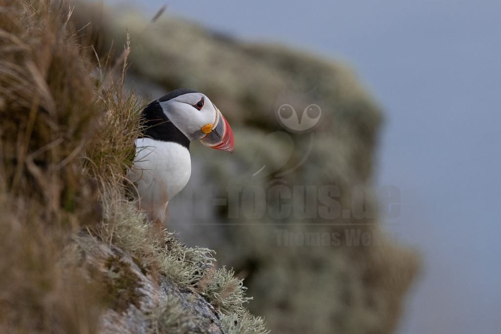 R5NF0701-20230721 | Das Bild zeigt einen Papageitaucher (Fratercula arctica), der auf einem Felsen steht. Der Vogel hat ein auffälliges, buntes Aussehen mit einem schwarzen Rücken, einem weißen Bauch und einem charakteristischen, leuchtend orangefarbenen Schnabel. Er scheint aufmerksam in die Ferne zu schauen. Es sind keine direkten Interaktionen mit anderen Tieren oder Objekten erkennbar. - Realisiert mit Pictrs.com