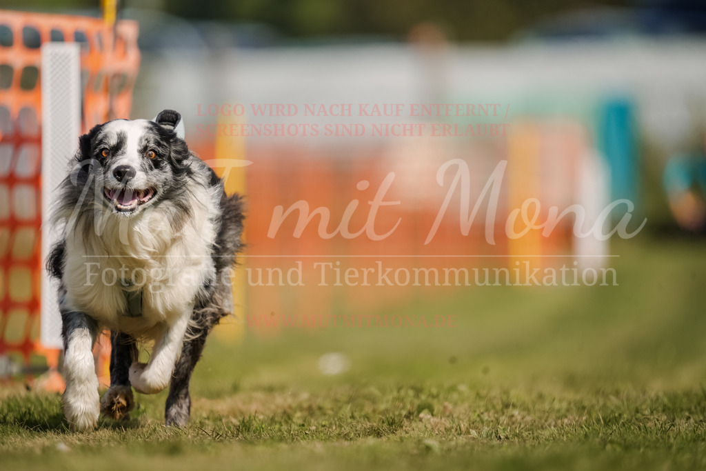 20250928_Hunderennen-442 | MuT (Mensch und Tier) mit Mona - Fotografie und Tierkommunikation - Realisiert mit Pictrs.com