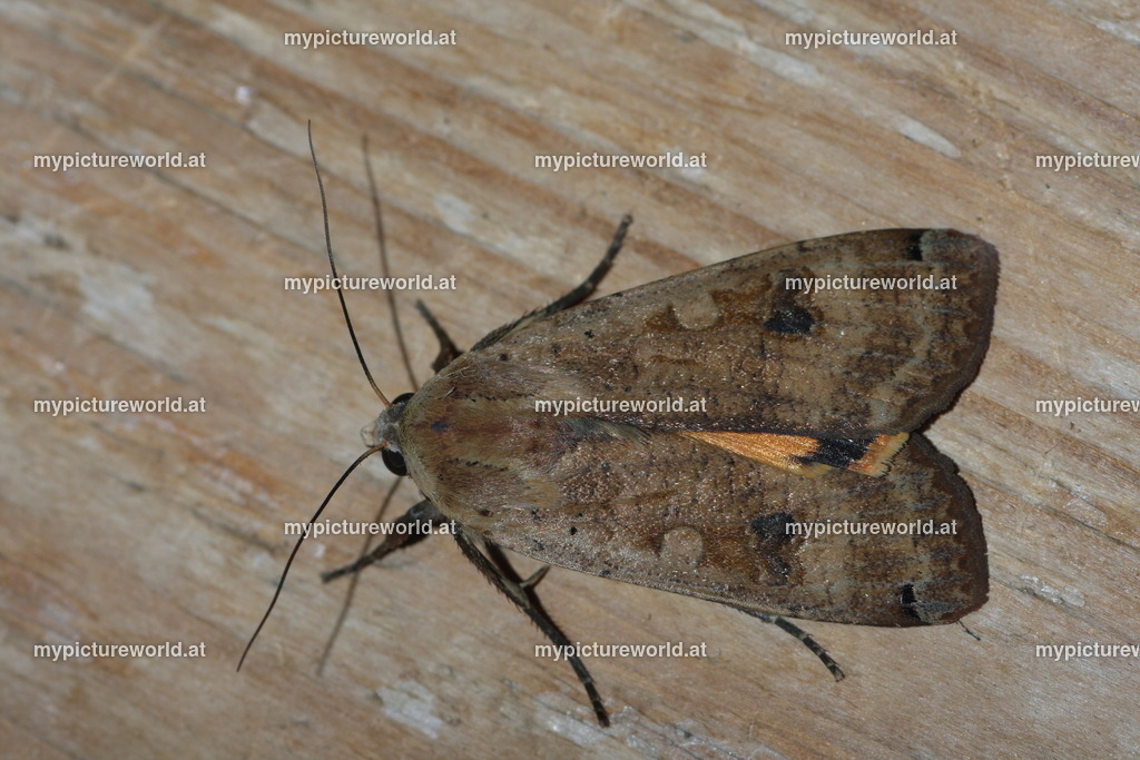 Noctua pronuba-001 | Das Bilderarchiv über Tiere, Planzen und Landschaften. In der Bilddatenbank finden Sie ein große Auswahl an hochwertigen Bilder für Ihre Werbung - Realized with Pictrs.com