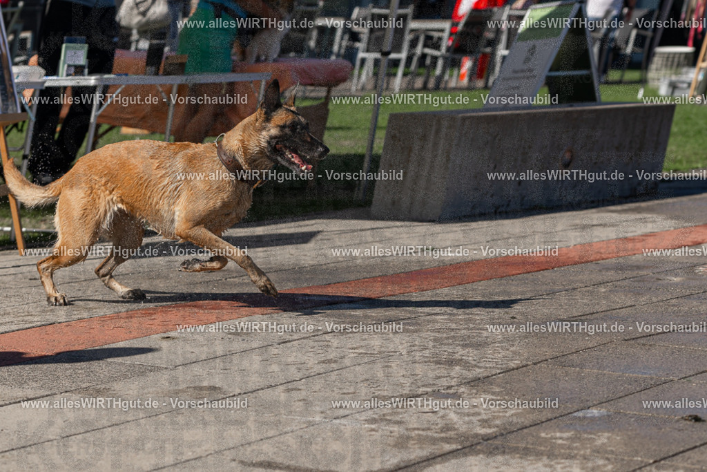 Hundeschwimmen_Volksbad_2026-allesWIRTHgut_Tierfotografie-2609061123-FAY06218 | Professionelle Tierfotografie in Mönchengladbach von Daniel Wirth (allesWIRTHgut). Liebevolle & natürliche Bilder von Hunden & Katzen für unvergessliche Erinnerungen.