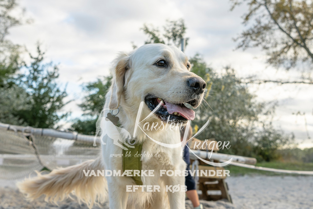 1637_ZZ98142 | kk-dogfotos