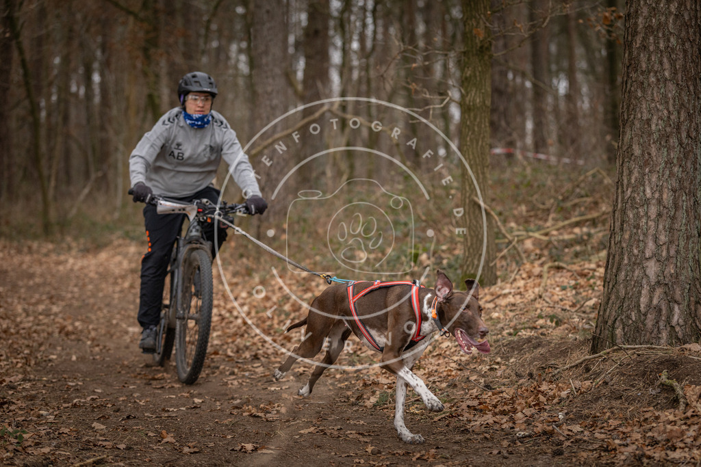 Pfotenfotografie_DV3A7097 | Hundefotografie, Tierfotograf, Pfotenfotografie, Fotoshooting Hund, Hunde Portrait, Hundesport, Hundeportraits, Heideshooting, Hunde, Sportfotograf, Hundefotograf, Turnierhundsport, THS,  - Realisiert mit Pictrs.com