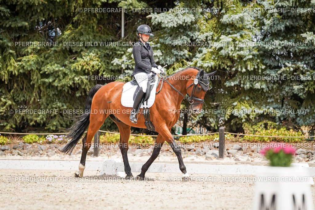 DSC03662 | Pferdegrafie