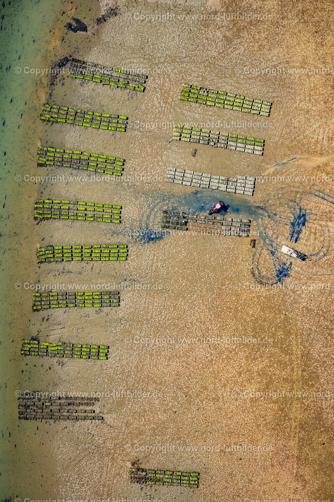 Sylt_List_Wattenmeer_Austernzucht_Sylter_Royal_Dittmeyers_Austernzucht_Companie_ELS_8933130825 | LIST 13.08.2025 Wattenmeer der Nordsee- Küste mit Austern-Zucht-Bänken "Sylter Royal" in List im Bundesland Schleswig-Holstein, Deutschland. Weiterführende Informationen bei: Dittmeyer's Austern-Compagnie GmbH. // Wadden Sea of the North Sea coast with oyster breeding banks "Sylter Royal" in List in the federal state of Schleswig-Holstein, Germany. Further information at: Dittmeyer's Austern-Compagnie GmbH. Foto: Martin Elsen