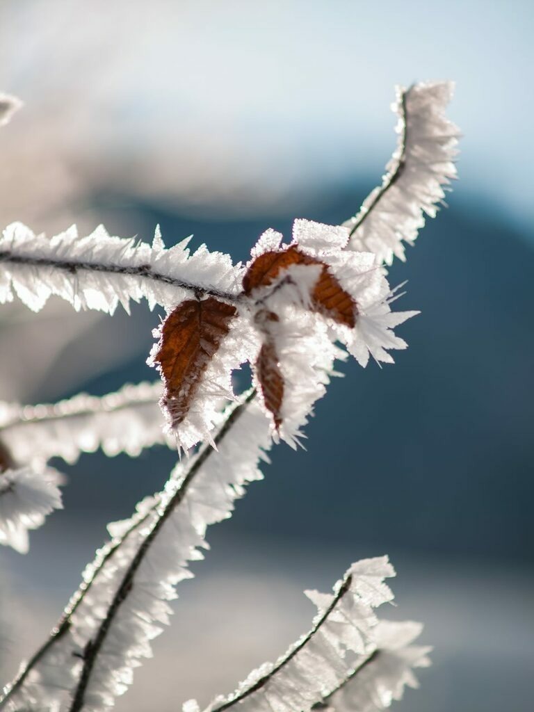 PSX_20221218_110840 | mtkfoto_ - Realisiert mit Pictrs.com