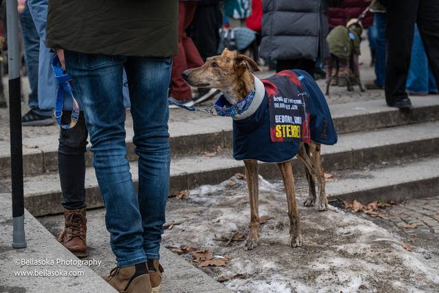 Galgomarsch2026-4 | Augenblicke kommen und gehen, Erinnerungen bleiben. Als Tierfotografin schaffe ich liebevolle Erinnerungen an unsere tierischen Familienmitglieder, ohne Stress und Druck.
Buchbar für den Raum München und Landkreis Dachau  - Realisiert mit Pictrs.com