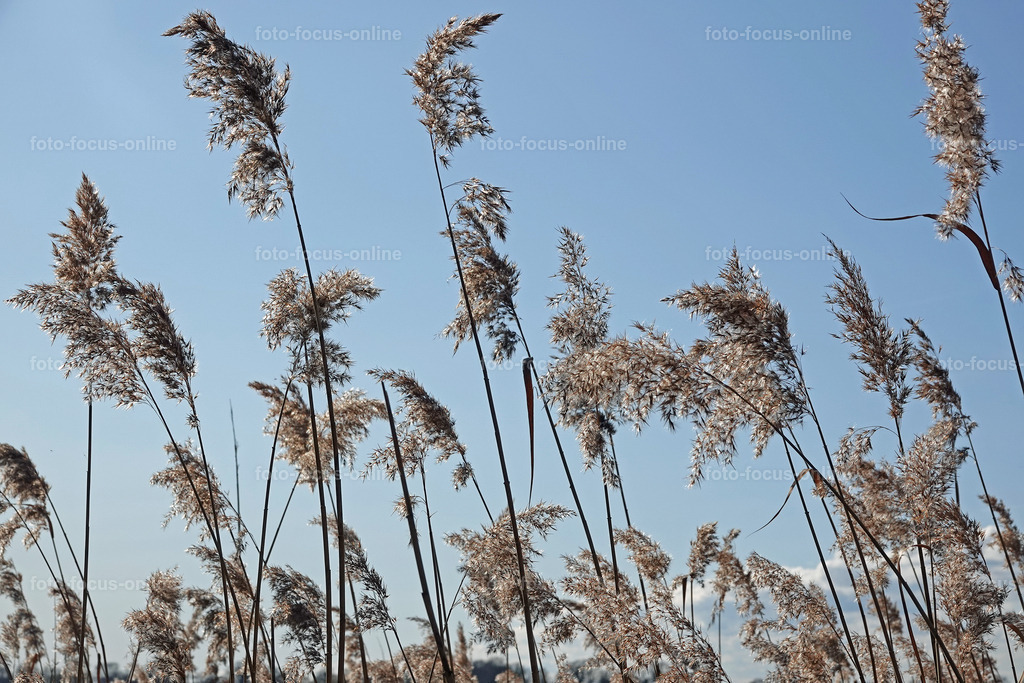 Smiling Lake_26 | Reeds in the wind