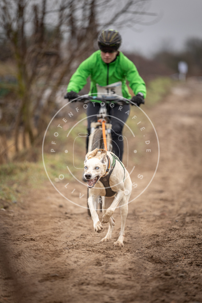 DV3A8977 | Hundefotografie, Tierfotograf, Pfotenfotografie, Fotoshooting Hund, Hunde Portrait, Hundesport, Hundeportraits, Heideshooting, Hunde, Sportfotograf, Hundefotograf, Turnierhundsport, THS,  - Realisiert mit Pictrs.com