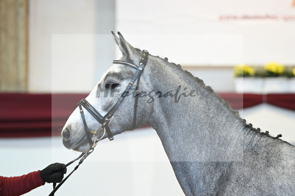 Kat-Nr. 54 v. Vingino_Stahl_66221432 | hf-fotografie - Realisiert mit Pictrs.com