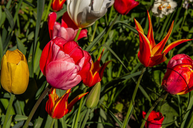 1000315-30042026-183816 | Landschaftsfotos, Naturfotos, Fotos, Fotograf, Landschaftsfotograf, Naturfotograf, professioneller Fotograf