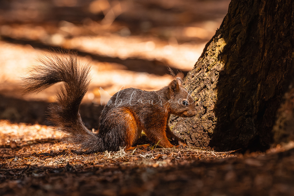 _01A5755 | Sportbilder, Sportfotograf, Hochzeits- und Eventfotografin, Flugshows, Portraits und Tiershooting, Aviation, Downhill, Nationalleague, Swissleague, International