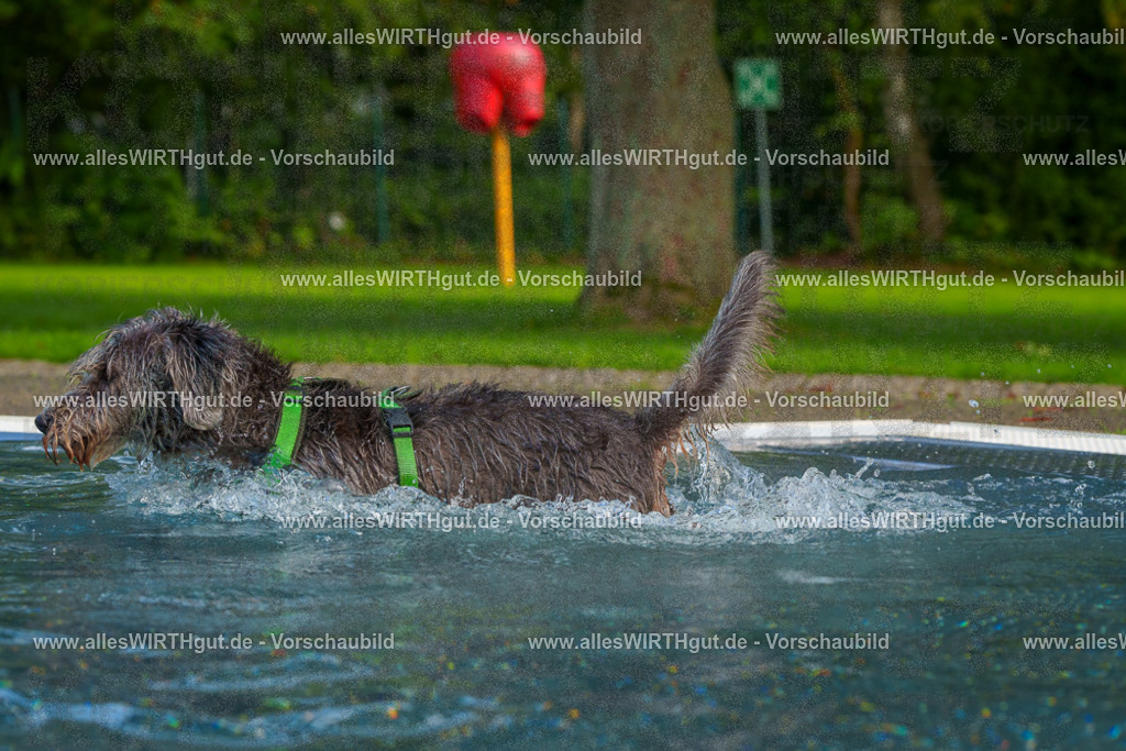 Hundeschwimmen_Grefrath_2026-allesWIRTHgut_Tierfotografie-15_16-FAY01195 | Professionelle Tierfotografie in Mönchengladbach von Daniel Wirth (allesWIRTHgut). Liebevolle & natürliche Bilder von Hunden & Katzen für unvergessliche Erinnerungen.