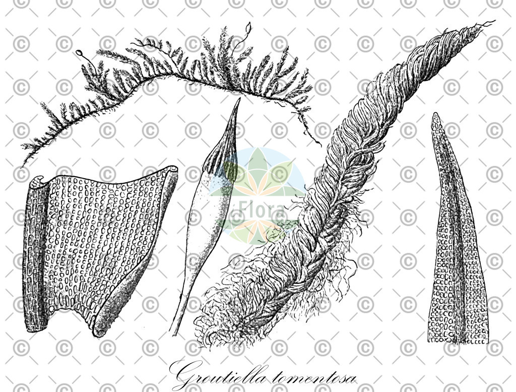 HistAbb_wfo-0000710640_1_ENZY_Simple | Historische Abbildung von Groutiella tomentosa - Orthotrichaceae | Historical Illustration of Groutiella tomentosa - Orthotrichaceae