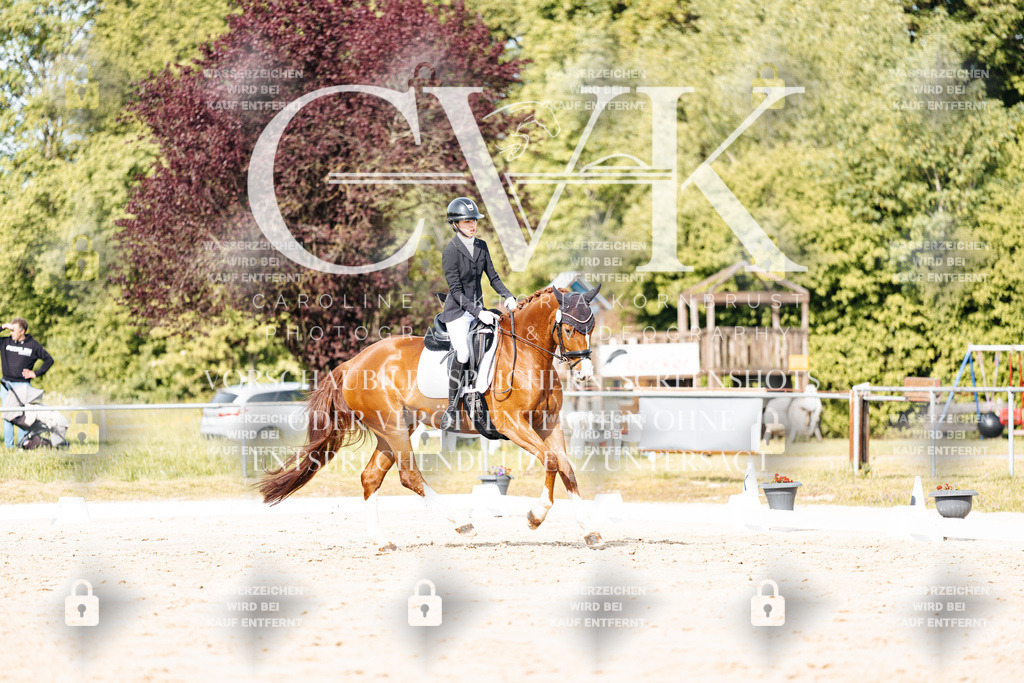 CK900305 | Turnierfotografie Pferdefotografie Trier Rheinland-Pfalz Pferdesport Reitsport Tierfotografie Sportfotografie Pferdevideo Pferdevideografie Equestrianvideography equestrianphotography  - Realisiert mit Pictrs.com