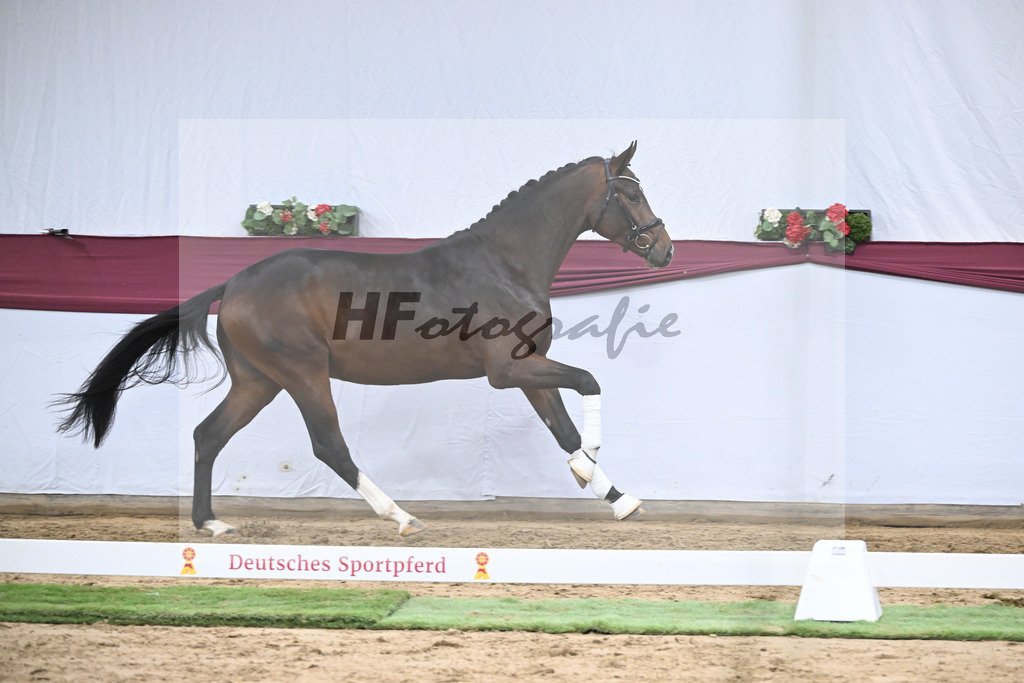 Kat-Nr. 47 Taurus x Floriscount_Thomas Casper u Horst Eulich_47251677 | hf-fotografie - Realisiert mit Pictrs.com